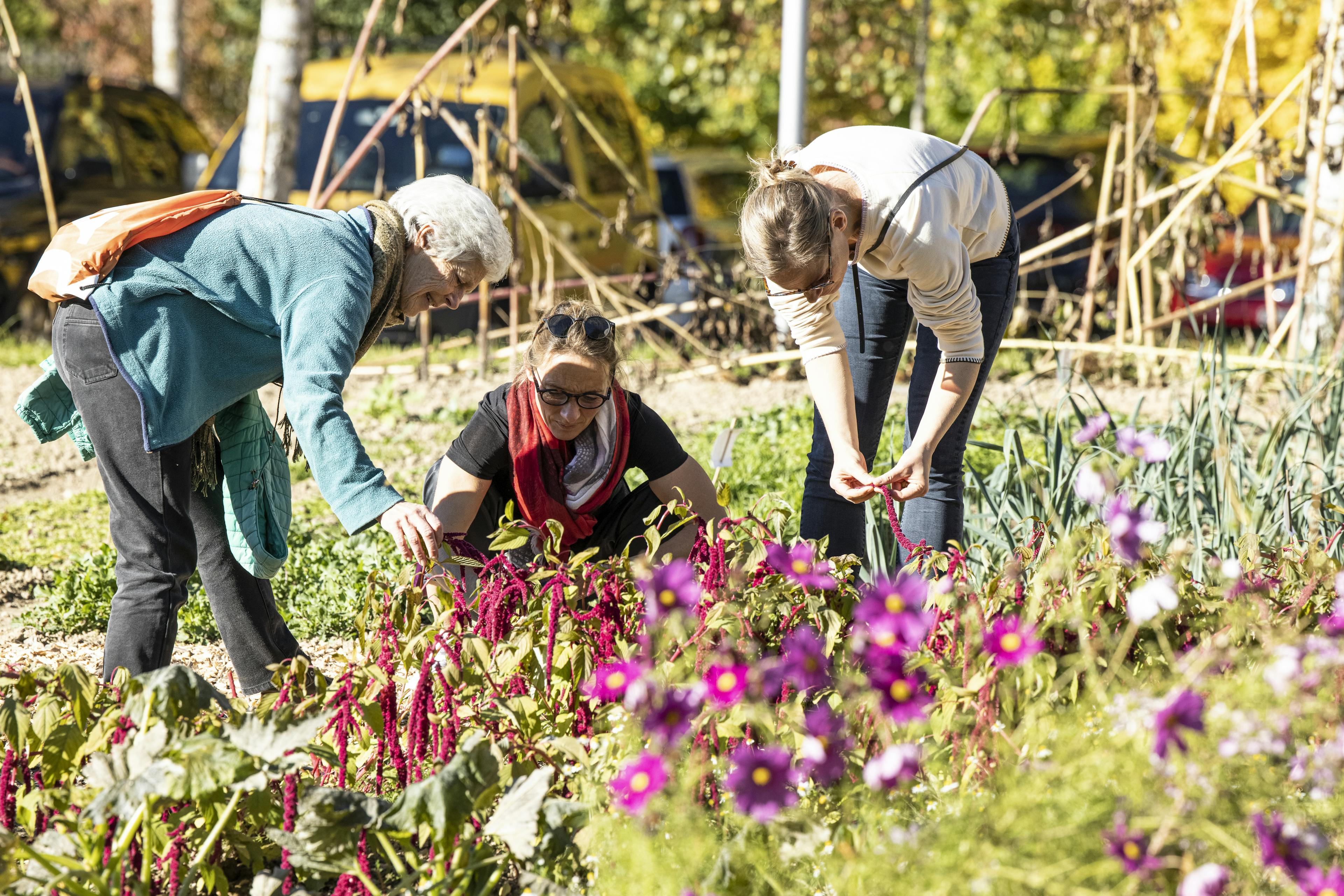 Eine ältere Frau erklärt zwei Frauen etwas zum Garten. Die drei Frauen betrachten Herbstblumen.